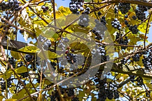 Grapes growing on the vine