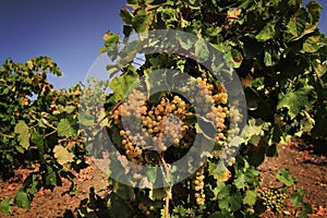 Grapes growing on a vine in a vineyard