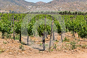 Grapes Growing on Vines in Ensenada, Mexico