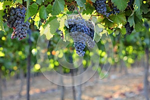 Grapes of Gush Etzion winery in august, Israel