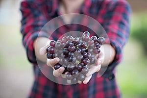 Grapes on the hand