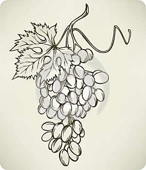 Grapes, hand-drawing, vector illustration.