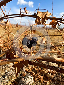 Grapes hang on the dry branches of a vineyard against a blue sky. Turkey. Autumn