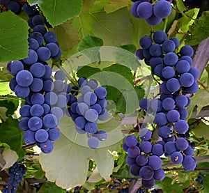 Grapes Hanging from a Vine