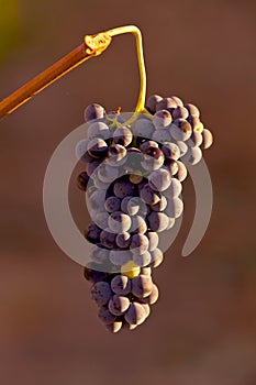 Grapes hanging in vine