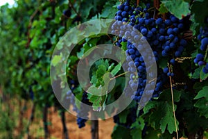 Grapes hanging from a vine