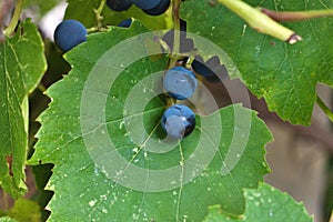 2 Grapes hanging from a vine above a large green leaf