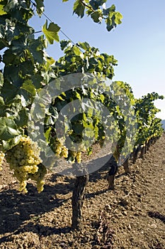 Grapes hanging from vines