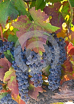 Grapes for harvest