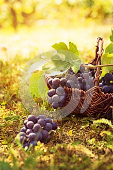 Grapes harvest