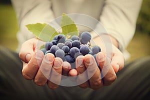 Grapes harvest