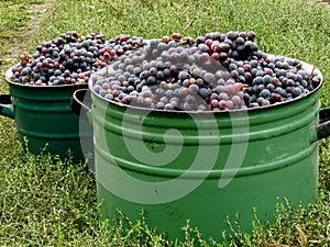 Grapes harvest