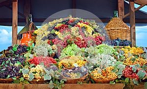 Grapes harvest