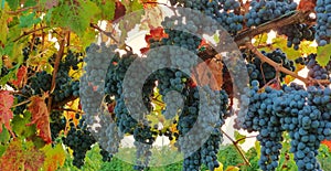 Grapes photo