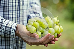 Grapes harvest in autumn. Farmer with grapes