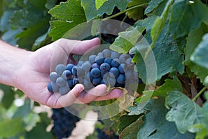 Grapes harvest: farmer man hand holiding ripe cluster of grapes