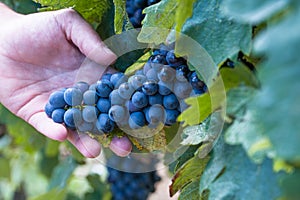 Grapes harvest: farmer man hand holiding ripe cluster of grapes