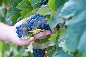 Grapes harvest: farmer man hand holiding ripe cluster of grapes