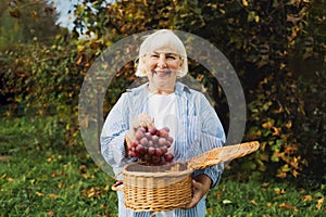 Grapes harvest. Farmer senior hands with freshly harvested pink grapes in a vineyard. Beautiful woman with red grape