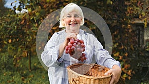 Grapes harvest. Farmer senior hands with freshly harvested pink grapes in a vineyard. Beautiful woman with red grape