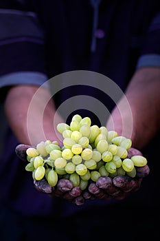 Grapes harvest in farmers hands.