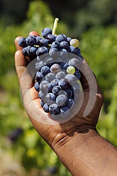 Grapes harvest photo