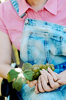 Grapes harvest. Farmers hands with freshly harvested grapes.