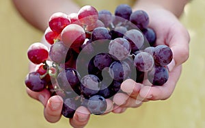 Grapes harvest. Farmers hands with freshly harvested grapes