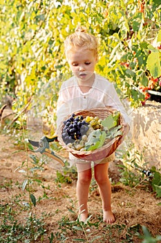 Grapes harvest. Little baby girl picks grape harvest in basket in summer time at sunset. Portrait of beautiful caucasian child
