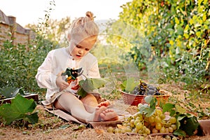 Grapes harvest. Little baby girl picks grape harvest in summer time at sunset. Portrait of beautiful caucasian child girl 3 years