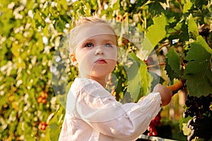 Grapes harvest. Little baby girl picks grapes harvest in the summer time at sunset. Portrait of a beautiful white child girl 3