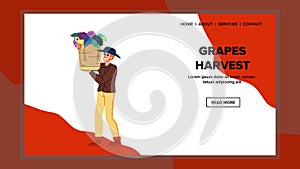 grapes harvest man vector