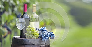 Grapes harvest in vineyard. Wine bottles, wineglass, wood rustic barrel and corkscrew. Traditional winemaking and wine tasting con