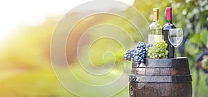 Grapes harvest in vineyard. Wine bottles, wineglass, wood rustic barrel and corkscrew. Traditional winemaking and wine tasting con