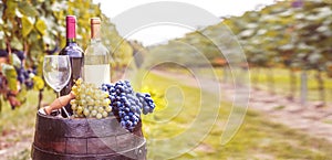 Grapes harvest in vineyard. Wine bottles, wineglass, wood rustic barrel and corkscrew. Traditional winemaking and wine tasting con