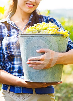 Grapes harvest in vineyard. Young beautiful Woman holds a bucket