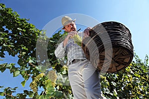 Grapes harvest, Winemaker in vineyard