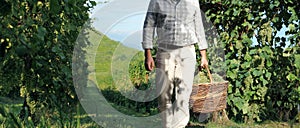 Grapes harvest, Winemaker in vineyard