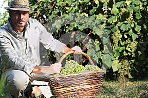 Grapes harvest, Winemaker in vineyard