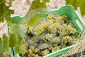 Grapes harvested in a vineyard