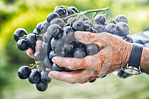 Grapes harvesting. Black or blue bunch grapes in hand old senior farmer