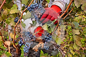 Grapes Harvesting and Picking Up. Grape harvesting for wine making storytelling