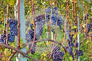 Grapes before harvesting. Piedmont, Italy. photo