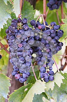 Grapes