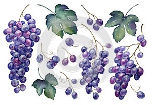 Grapes illustration set in watercolor style isolated on white background.