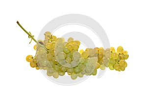 grapes isolated on white background