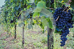 Grapes in italian vineyard