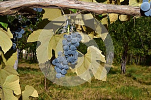 Grapes Izabella or Capsunica -Novaci Romania 99