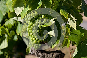Grapes in La Rioja