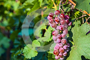 Grapes of large red grapes hang on a vine with green leaves in the garden in the open air with a pleasant warm light.